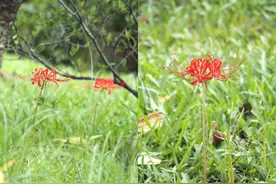 石蒜：红艳似火的“彼岸花”，是属于夏末初秋的热烈 | 花颜鸟语图片