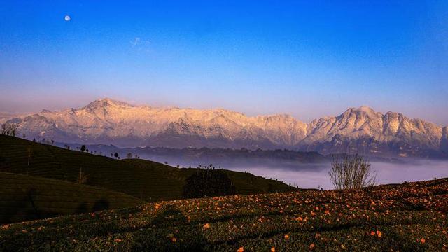 鹤峰走马：晓日映茶山