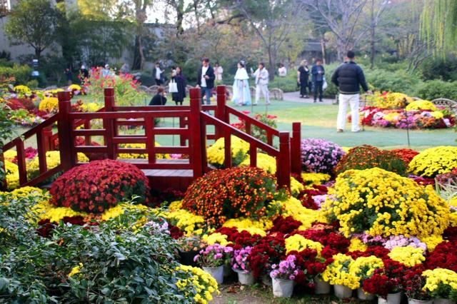 江苏苏州：菊花在寒意中傲然盛开
