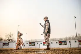 为最忠诚的无言战友点赞！武警警犬专业训练又帅又勇图片