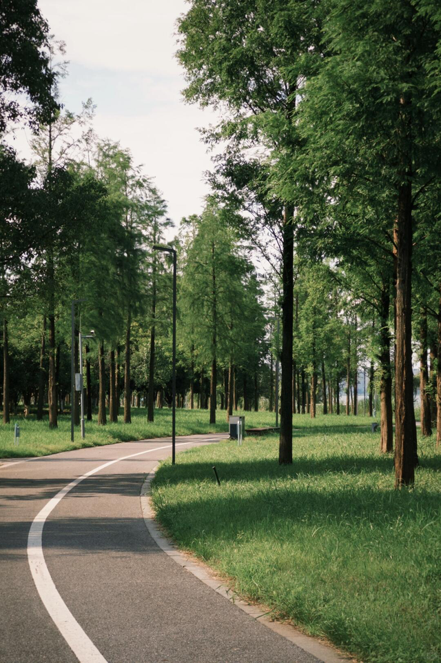 文旅湘江丨绝对不可以，错过长沙版的「秋日芦苇海」