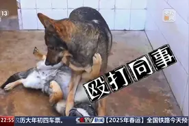 从调皮蛋到任务尖兵！ “幺幺零”展现“警犬本色”图片