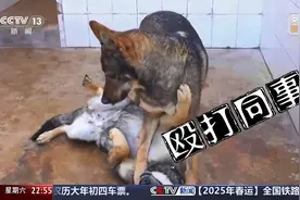 从调皮蛋到任务尖兵！ “幺幺零”展现“警犬本色”图片
