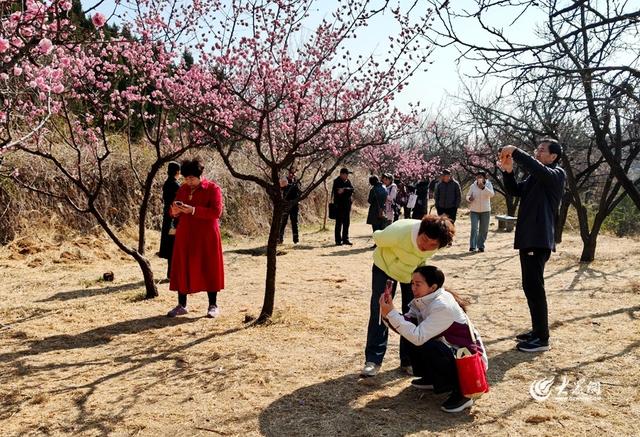 踏青赏春正当时 泰山梅园春意正浓