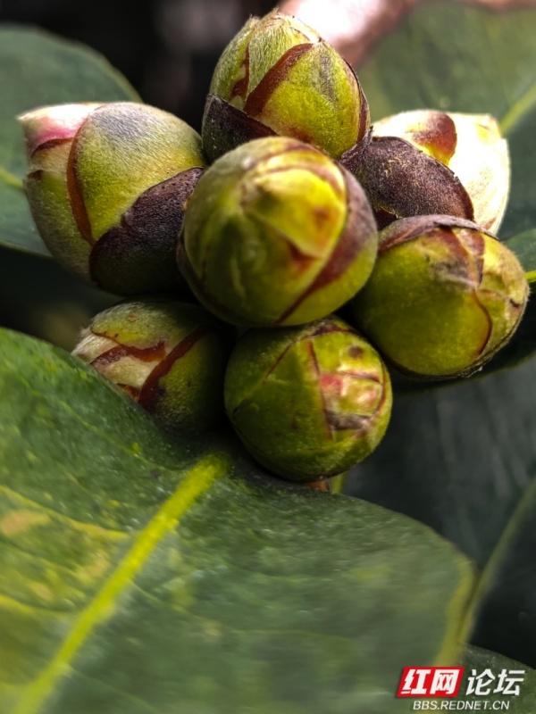 黄兴故居冬日：茶花苞攒聚枝头，预写春的序章