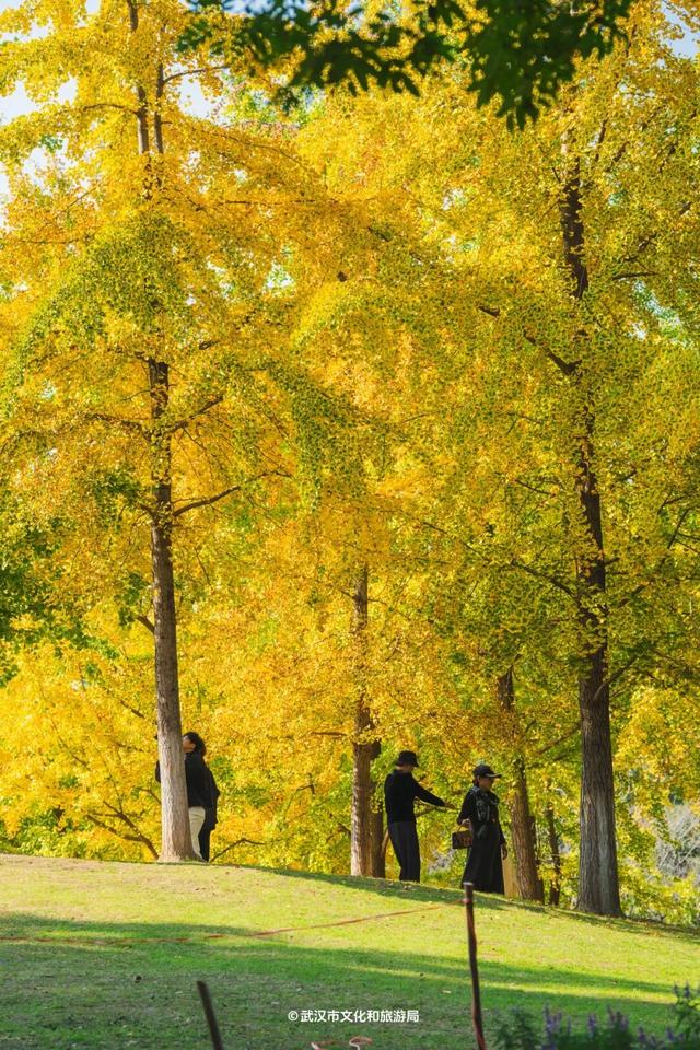 实况！武汉彩叶季来了，这些地方最出片