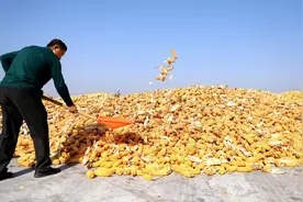 中央媒体看辽宁丨新华社：来看东北主粮玉米的N种打开方式图片