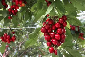 大樱桃甜蜜登场！“中国大棚樱桃第一县”开启春日盛宴图片