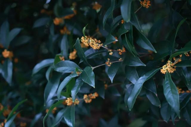 点 击 ↑ 看莲都的秋天