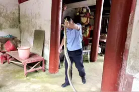 建瓯警察蜀黍化身“捕蛇侠”，特殊技能又+1图片