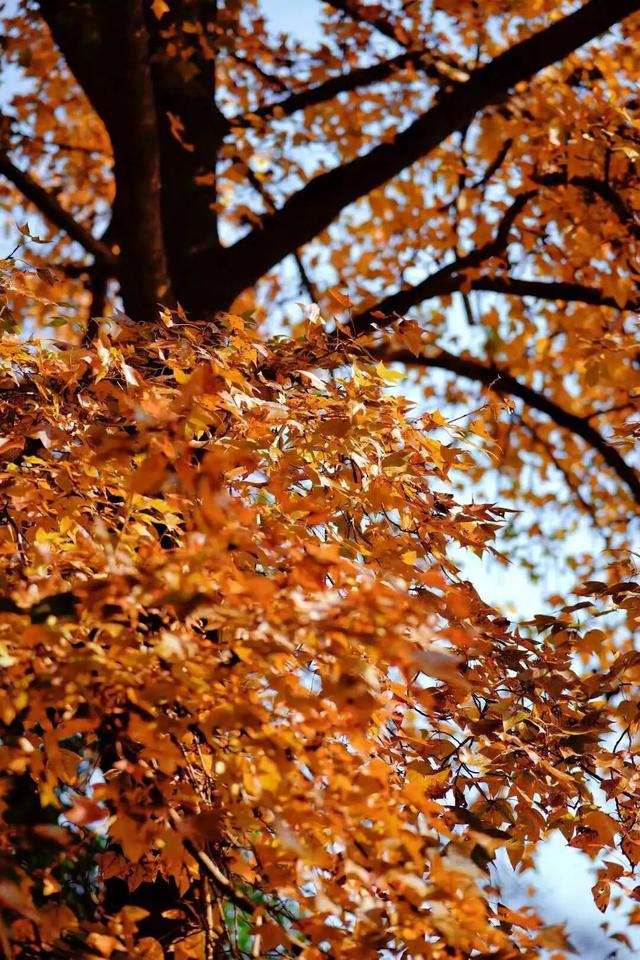 福安枫叶“封神”！宝藏打卡地又＋1