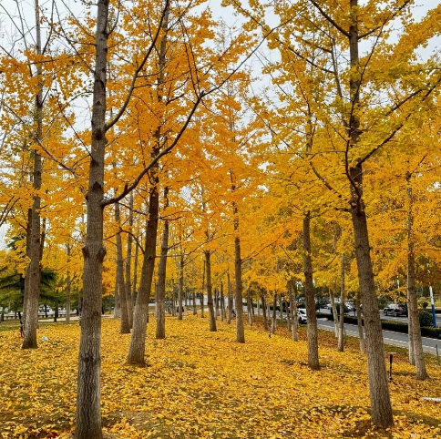 错过再等一年！郑州10大银杏观赏地推荐！