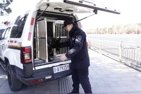 北京公交警方加大地铁安保警犬投入力度，同比增长90%图片