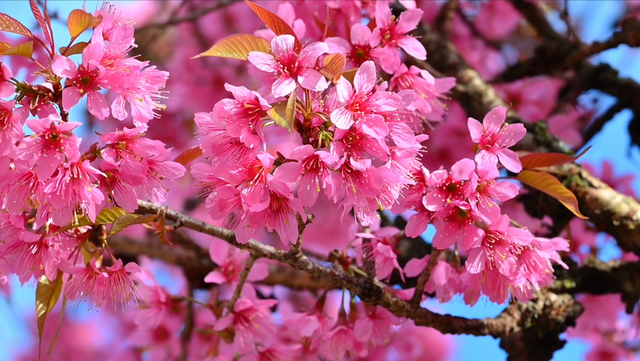 心动预警！大理这份粉色浪漫太治愈了