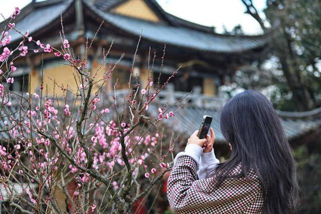 暖阳与梅香 映照昆明冬日旅居新图景