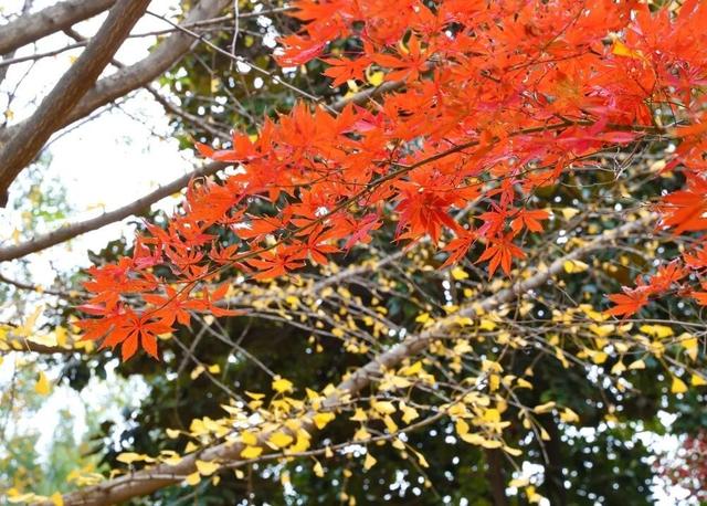 人少景美！洪山5处打卡地，周末约起