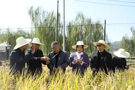 娄星区2024年晚稻新品种示范评价观摩会在蛇形山镇举行图片