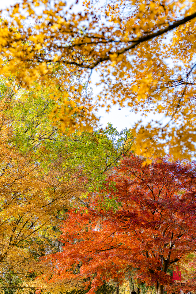 红红红红！红“枫”了！