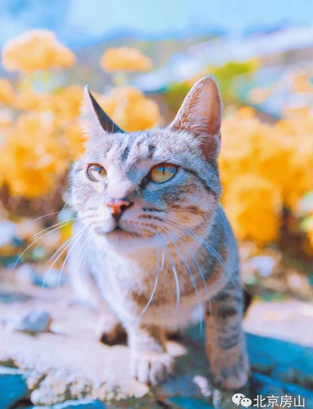 多彩京秋各区巡游 |房山区美翻了！秋日限定~