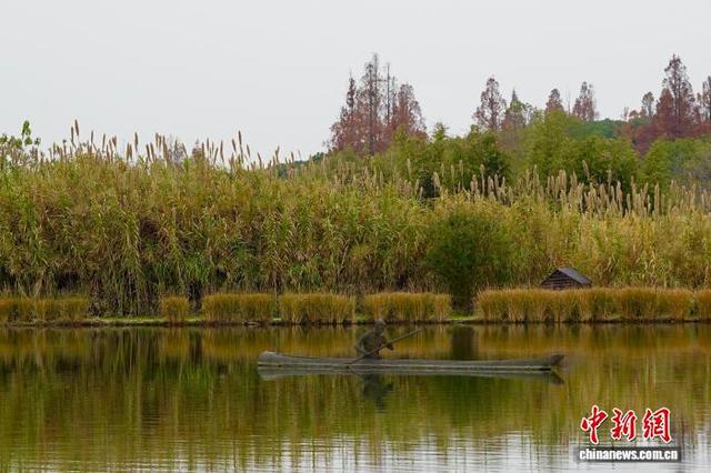 浙江杭州良渚古城遗址公园冬日美景吸引游人