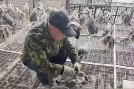 黑手，正在伸向这个候鸟天堂！图片