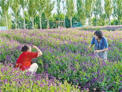 呼和浩特：花色倾城