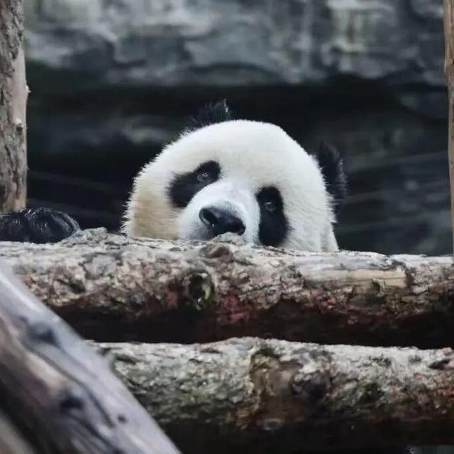 返程路上翻“朋友圈”，西城的快乐跳出屏幕