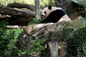 旅美大熊猫“美香”“添添”“小奇迹”已回国图片