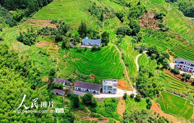 大美赣南｜崇义：初秋梯田景如画