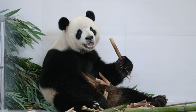 绵阳推出冬季文旅87项活动 在这里查阅冬天温暖地图