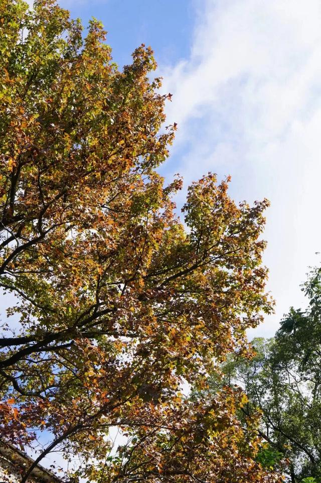 鼓山“枫”景太美啦！详细打卡点位戳→