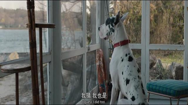 万物可爱，我“不做人”的这几年