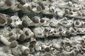 食用菌工厂化生产全省第一，河南清丰有“菇”事图片