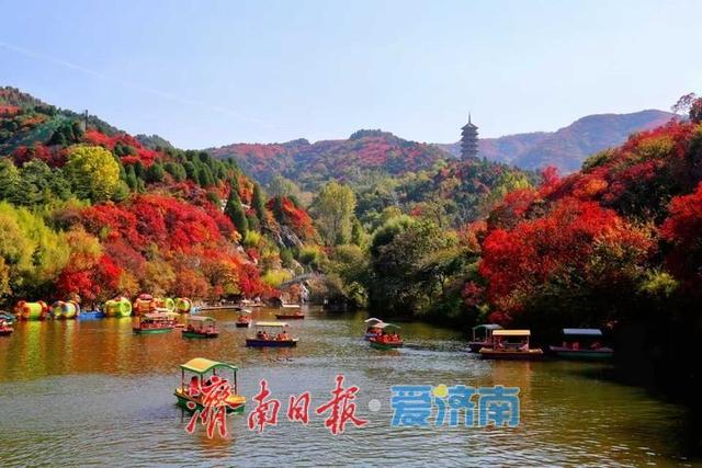 一年四季 泉在济南丨层林尽染！济南红叶谷进入最佳观赏期