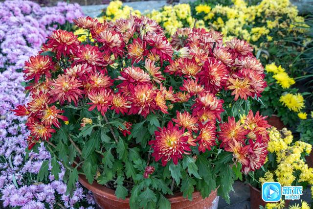 自然之美融人文之韵，潍坊植物园绘就秋日雅致画卷