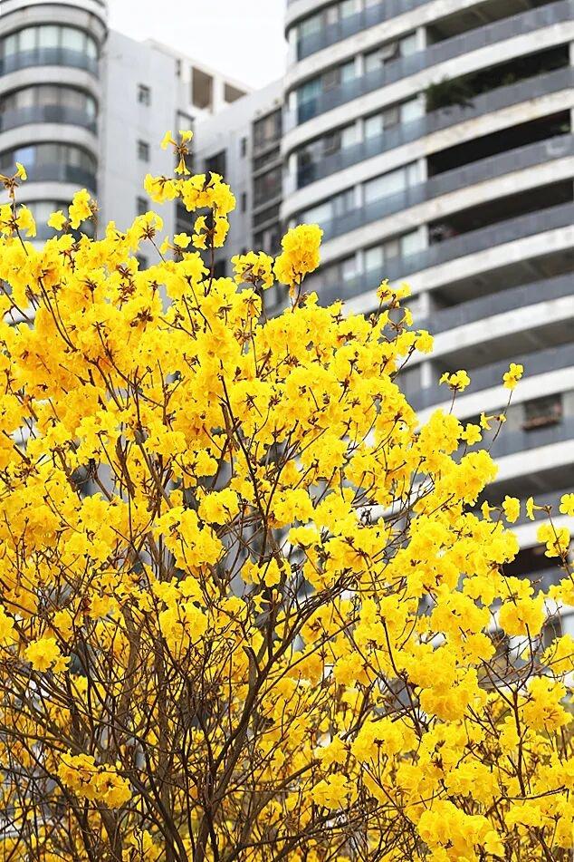 直冲30℃！今年首个高温天气即将到来，满城花海还将继续