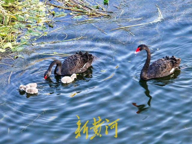 萌化了！跟着黑天鹅宝宝畅游济南华山湖