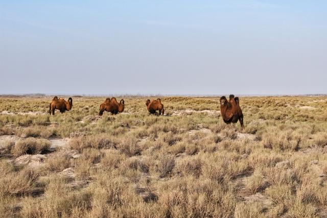【中央媒体看甘肃】探访世界文化遗产点锁阳城遗址