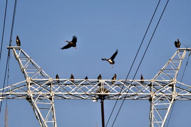 温县发现“鸟中熊猫”→