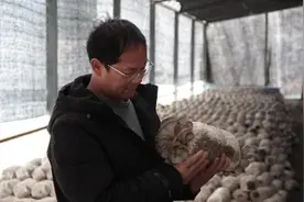 平桥：大棚平菇开出“致富花”图片