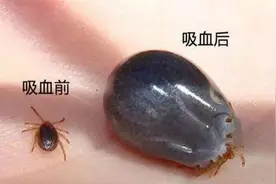 进入活动高峰期！蜱虫叮咬严重时可致死，户外活动要注意图片