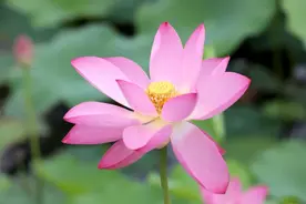 夏至丨蝉鸣惊半夏 晴光映荷花图片