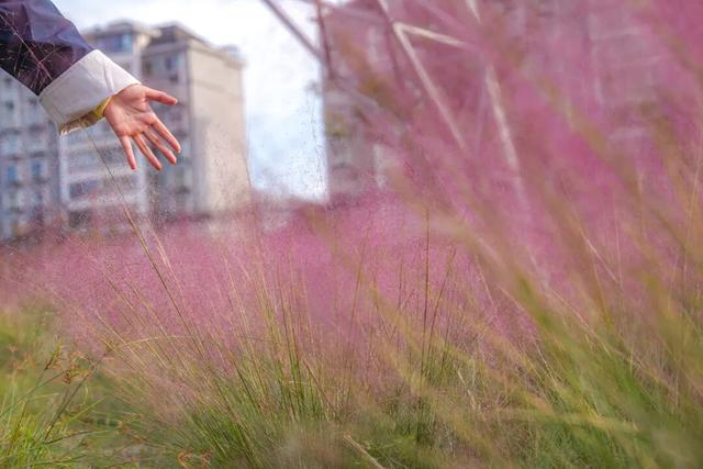 超绝氛围感！蜀山花海实力圈「粉」！