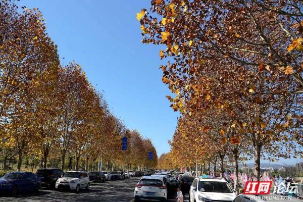 郴州这条黄叶道火了！露营放风筝，烟火气裹满暖意