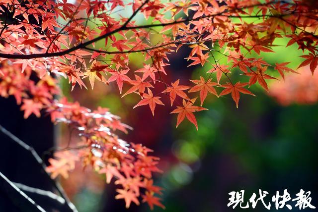 南京中山植物园红枫岗迎来最佳观赏期，色彩交响盛宴将持续至12月中旬