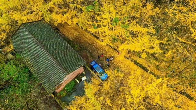 泸州银杏黄了！这些地方进入最佳观赏期