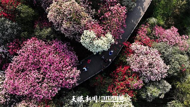 村意盎然的中国:浪漫杜鹃等你赴约