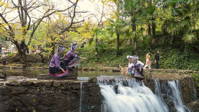 来金色妥乐 赏深秋美景