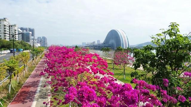 美到上央视！珠海超大花海，开好了！