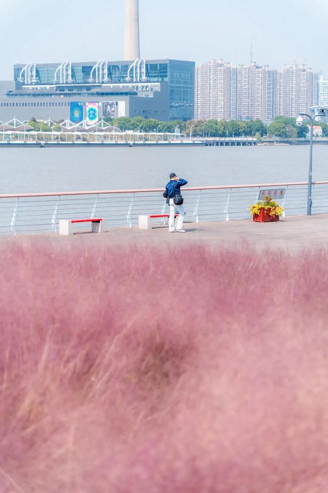 上海市区人少免费的绝美粉黛花海！还能与陆家嘴三件套同框→